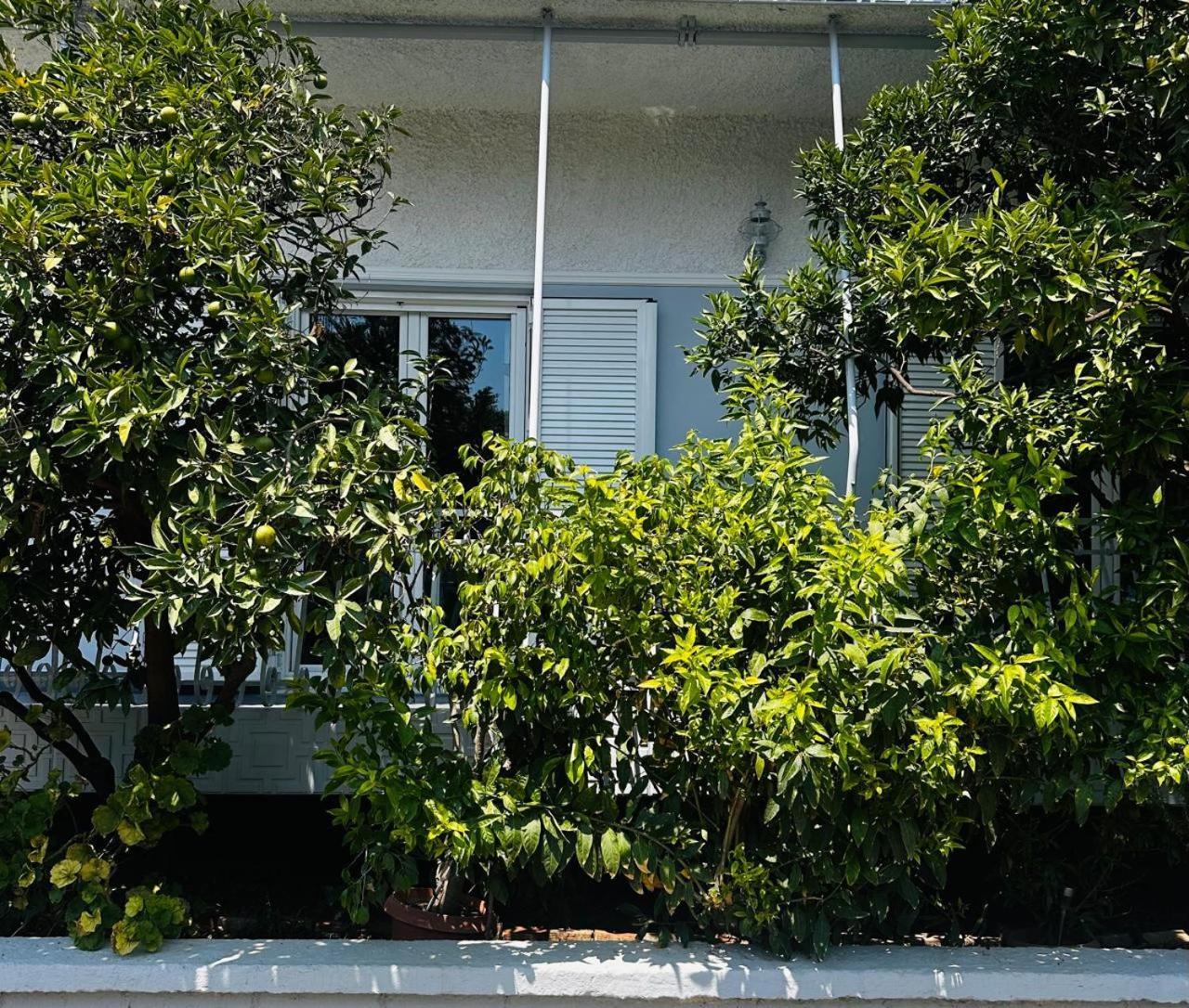 Sotiris Mandarin House Apartment Diakopto Exterior foto